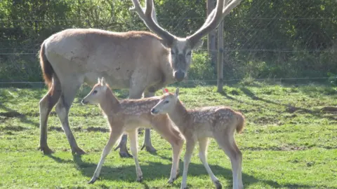 ZSL Pere David's deer at Whipsnade Zoo