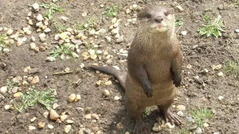 Andrew Woodger/BBC Otter standing up on its hind legs
