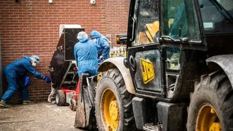 Getty Images Employees clear culled mink at a farm infected with the novel coronavirus in the Netherlands