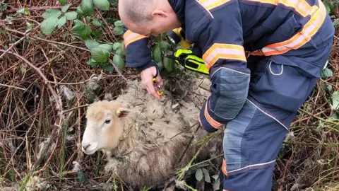 Cambridgeshire Fire and Rescue Service Sheep rescue