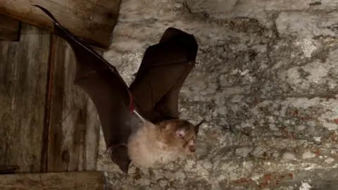 John J Kaczanow   Greater Horseshoe Bat