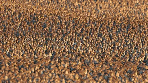 Les Bunyan Knot at RSPB Snettisham