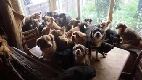 RSPCA The Chihuahuas