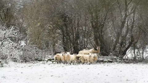 PACEMAKER Sheep shelter from the Snow in Crumlin Co Antrim