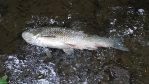 Environment Agency A dead fish