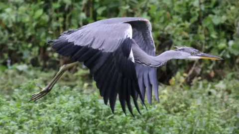 Desmond Dix A heron swooping by the watercress beds in Ewelme