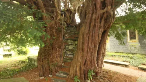 WTML/ Rory Francis The pulpit yew, Nantglyn, Nantglyn, Denbighshire