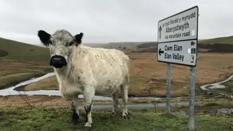 Eleri Halliday On the moo-ve: Eleri Halliday took this shot on a trip to the Elan Valley, Powys