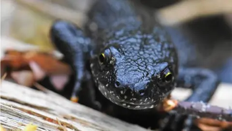 Leicestershire County Council A newt