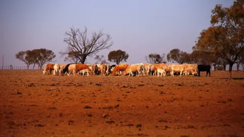 Reuters Cattle on a drought-affected property in New South Wales, 20 July 2018