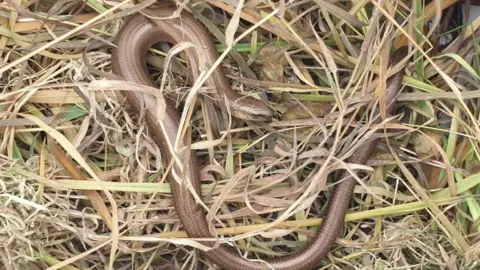 National Highways Slow worm