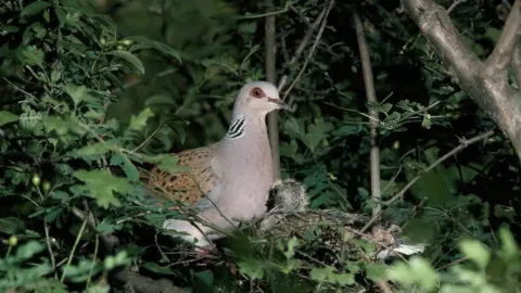 Getty Images The European turtle dove: Numbers are in decline