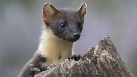Getty Images Pine marten