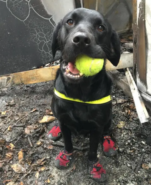 Hertfordshire Fire and Rescue Service Reqs with fire boots and a tennis ball in his mouth