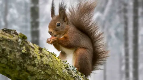Getty Images Red squirrel