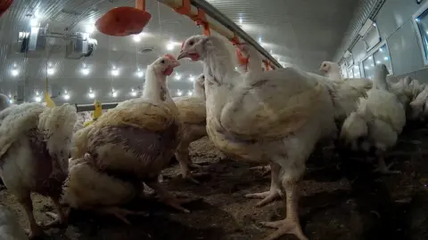 Animal Equality Chickens at a farm