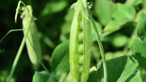 Getty Images peas