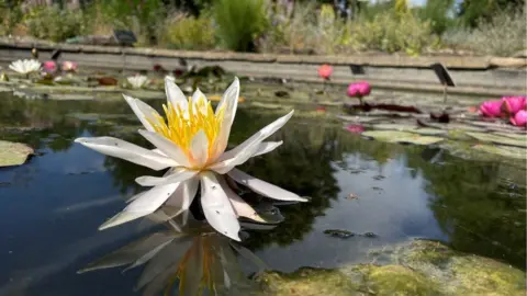 BBC Water lily
