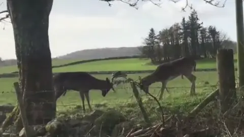 Scottish SPCA Tangled deer