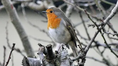 David Canning FRIDAY - A Robin sat on a frosty branch in Aldermaston