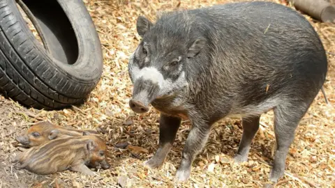 Newquay Zoo May and piglets