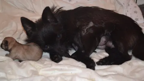 Fenland Animal Rescue Bella and her puppies