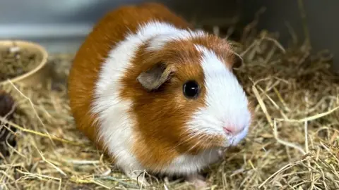 Carroll Weston/BBC Guinea pig