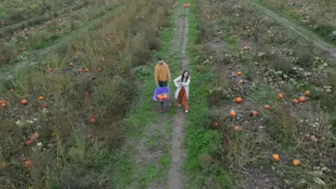 People picking pumpkins