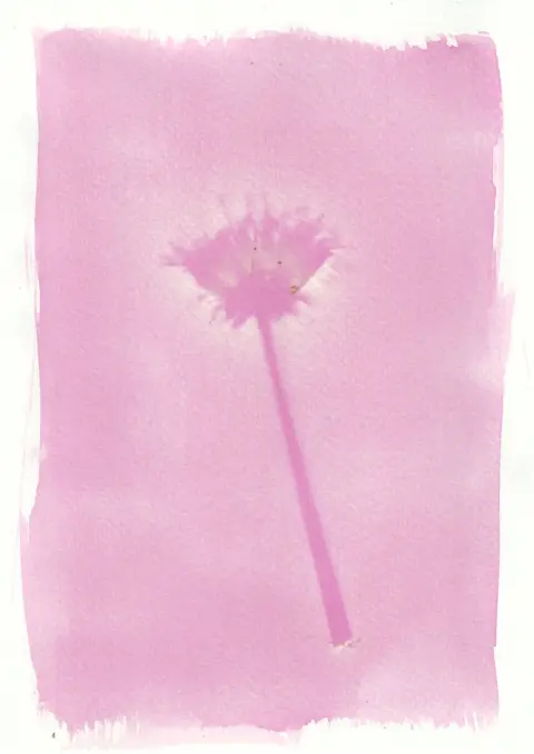 Tim Boddy An anthotype print of a purple dandelion