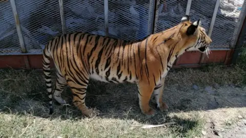 Office of Environmental Protection, Mexico  Bengal tiger