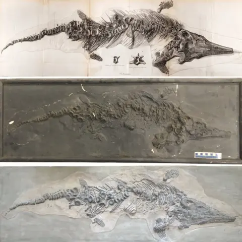 Royal Society & Dean Lomax Drawing and casts of ichthyosaur