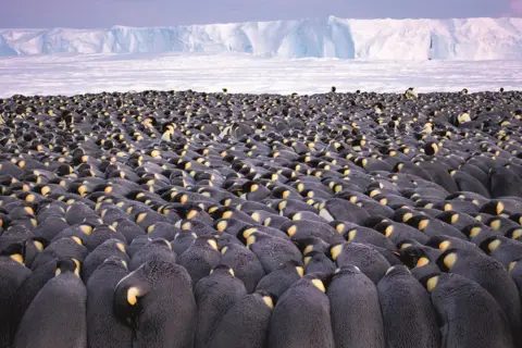 Stefan Christmann A large huddle of hundreds of penguins