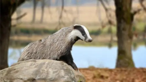 Getty Images Badger