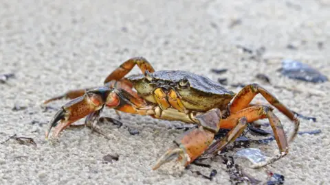 Getty Images Common shore crab on a sandy beach