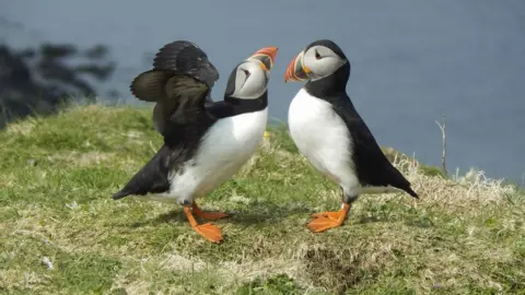 John Bowler/RSPB Puffins