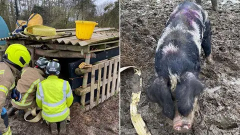 Firefighters rescuing a pig