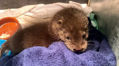 RSPCA Eve, the tiny otter cub found in a bin