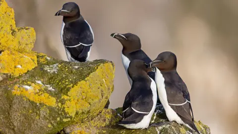 Getty Images Razorbills on a cliff face