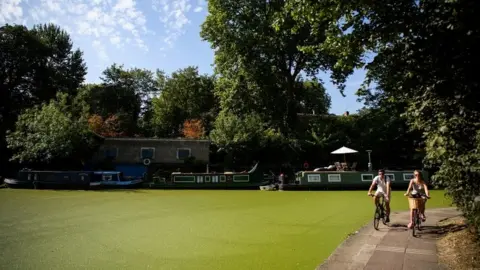 Getty Images Duckweed on Regent's Canal