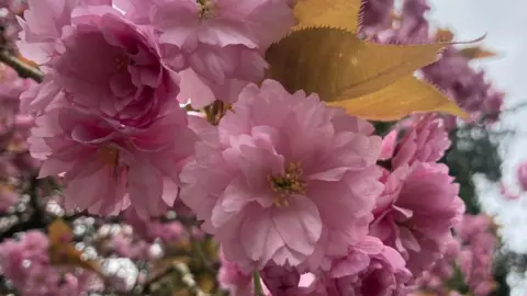 BBC Swindon's Old Town Gardens with cherry blossom in full bloom shown close up