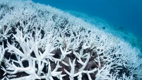 Gran Barrera de Coral: Un evento masivo de blanqueamiento afecta el sitio del Patrimonio Mundial