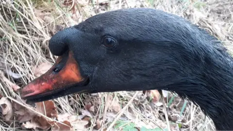 Swan Support Mute swan