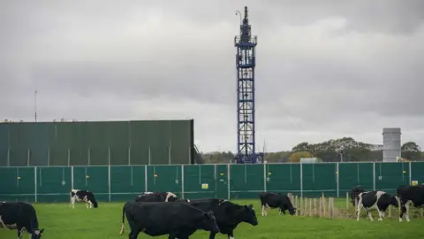 Getty Images Cattle graze next to the Preston New Road drill site