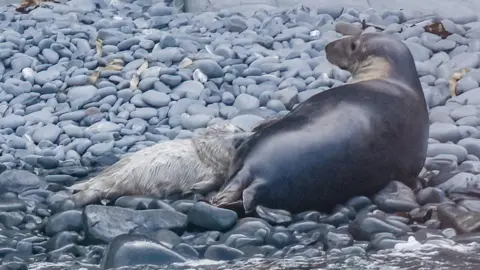 Seals on the coast of Ceredigion