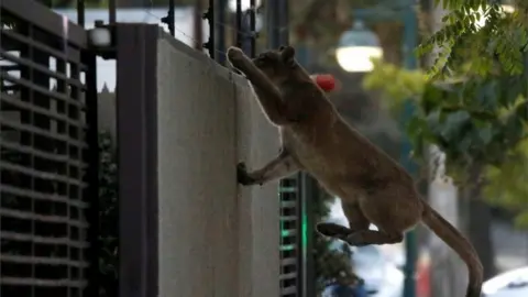Reuters Un puma trepa una pared al amanecer en un barrio antes de ser capturado y llevado a un zoológico, en Santiago, Chile, el 24 de marzo de 2020.