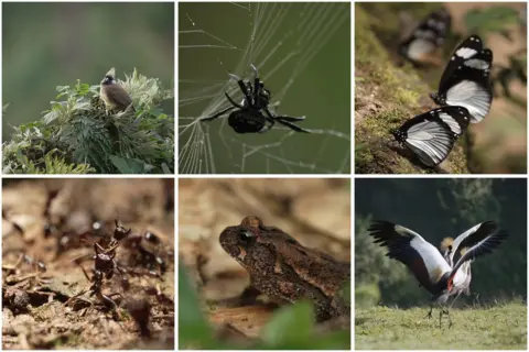 BBC Biodiversity