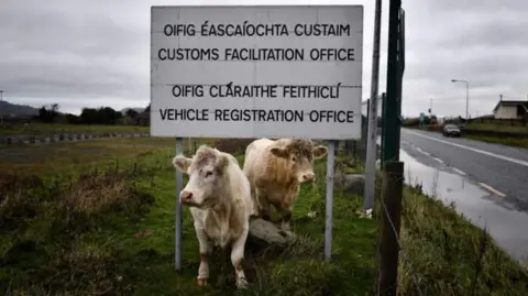 Getty Images Cows on border