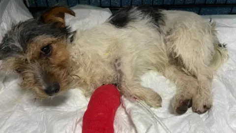 RSPCA Jack Russell Terrier found abandoned