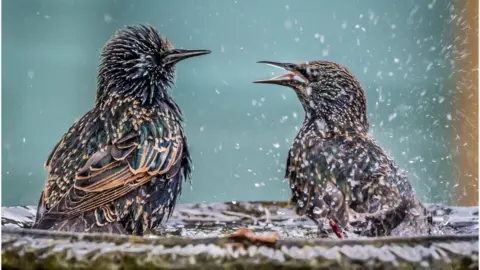 Anthony P Morris Starlings at Farmoor