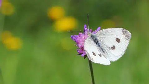 Ann Collier/Butterfly Conservation Small white butterfly